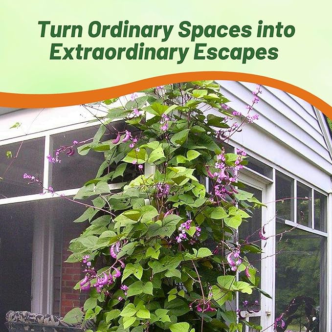 Outsidepride 200 Seeds Perennial Red Dolichos Lablab Hyacinth Bean Vine & Flower Seed for Planting