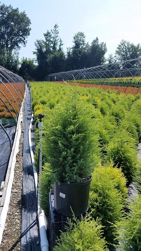 Live plant from Green Promise Farms Juniperus Communis Cone Evergreen Plant, 3 Size Container, Gold/Green