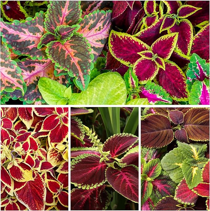 Seed Needs Coleus Seeds for Planting Rainbow Mixture - Heirloom & Open Pollinated Plants Prefer Partial Shade Indoors/Outdoors (1 Pack)