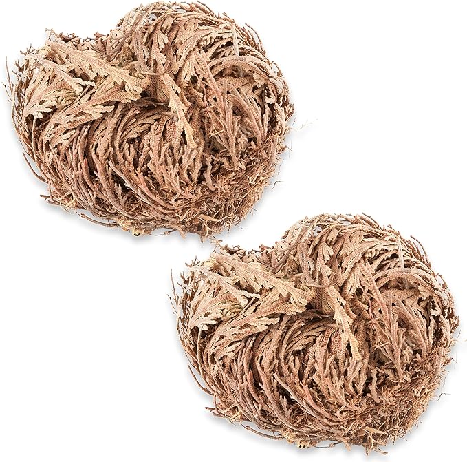 TWO - Rose of Jericho Flower I MEDIUM Size | Flor de Jericó - Resurrection Plant | Selaginella Lepidophylla | Dried Rose I Doradilla Plant | 3''' - 4'' each I Spiritual Cleansing, Luck, and Prosperity