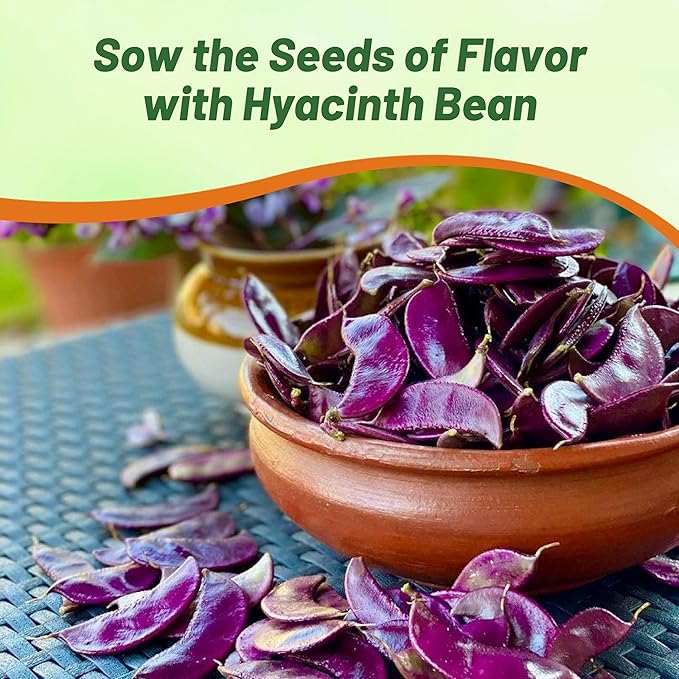 Outsidepride 100 Seeds Perennial Red Dolichos Lablab Hyacinth Bean Vine & Flower Seed for Planting