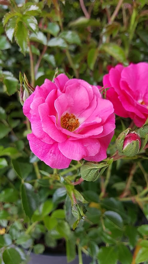 Green Promise Farms Rosa Carpet (Ground Cover) Rose, 2 Size Container, pink flower