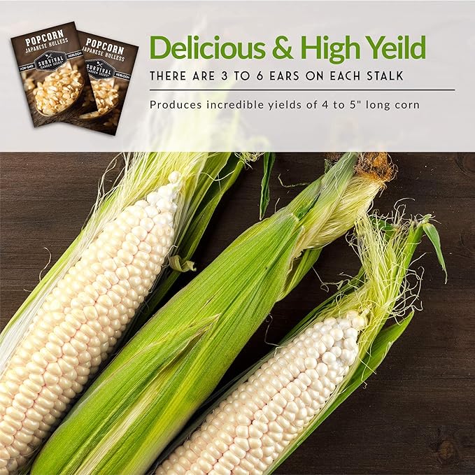 Survival Garden Seeds - Japanese Hulless Popcorn Seed for Planting - 3 Packs with Instructions to Plant and Grow Delicious Kernel Popcorn in Your Home Vegetable Garden - Non-GMO Heirloom Variety