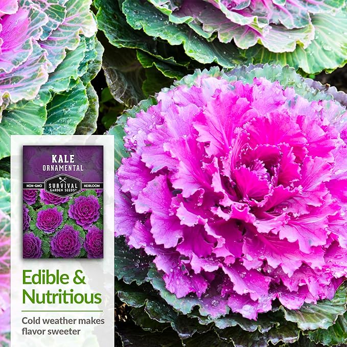 Ornamental Kale Seed for Planting - 2 Packets with Instructions for Growing Ornamental Flowering Kale Plants in Your Home Vegetable Garden - Non-GMO Heirloom Variety - Survival Garden Seeds