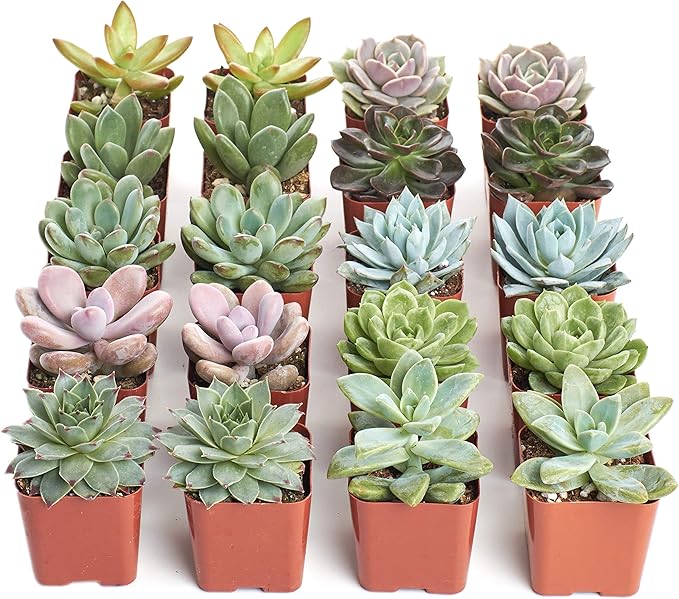 Shop Succulents Rosette Succulent Plant Pack Collection - Live Mini Succulent Plants, Low Maintenance, Floral Shaped Mix of Colors & Textures - Wedding and Party Favors, Gift & Garden, Pack of 20