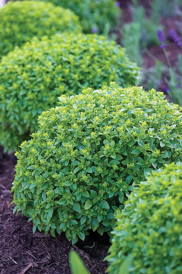 Burpee 67105A Boxwood Basil Seeds