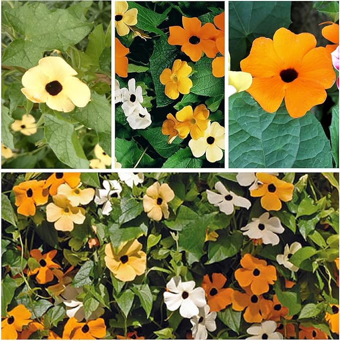 Seed Needs, Black-Eyed Susan Vine Seeds - 100 Heirloom Seeds for Planting Thunbergia alata - Annual Vining Flowers to Cover a Fence or Trellis (2 Packs)