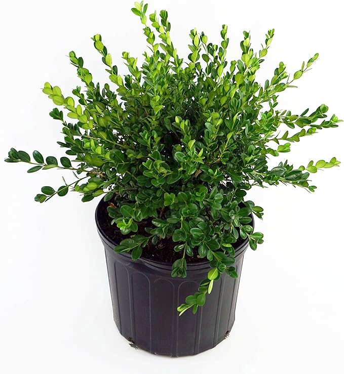 Buxus micro. 'Winter Gem' (Boxwood) Evergreen, shiny green foliage, #2 - Size Container