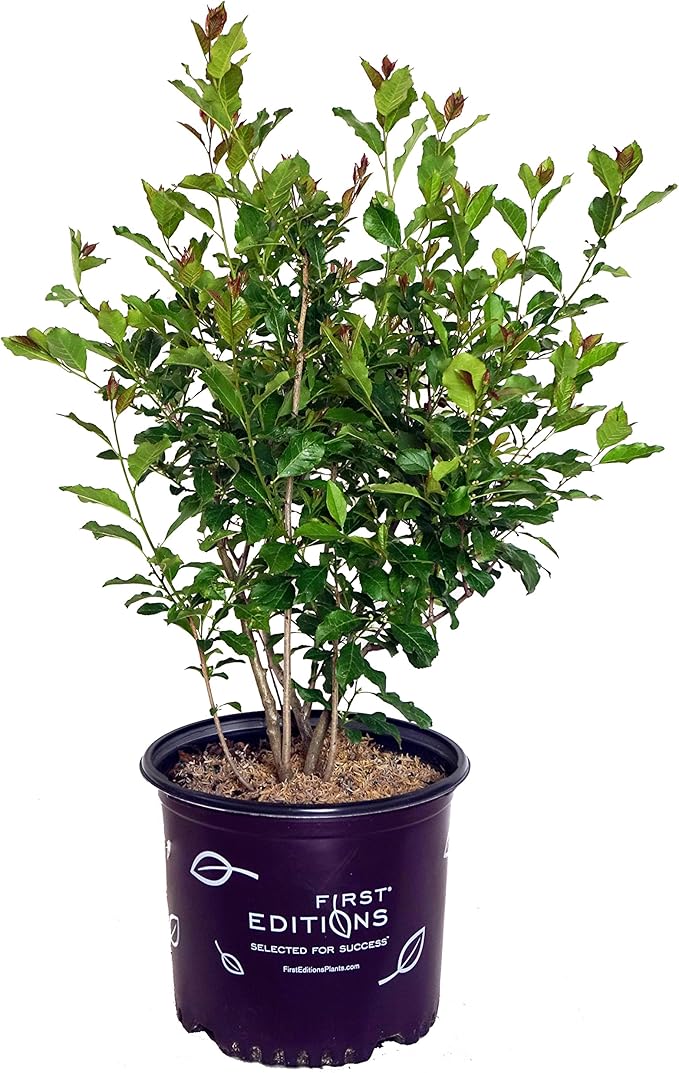 First Editions - Ilex verticillata Wildfire (Winterberry) Shrub, bright red fruit, #3 - Size Container