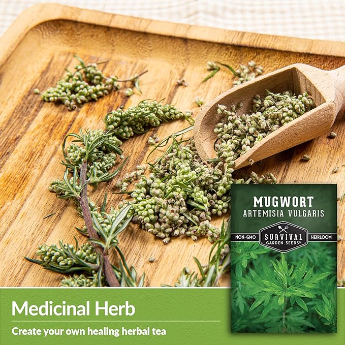 Common Mugwort Seed for Planting - 2 Packets with Instructions to Plant and Grow Artemisia Vulgaris in Your Home Vegetable Garden - Non-GMO Heirloom Variety - Survival Garden Seeds