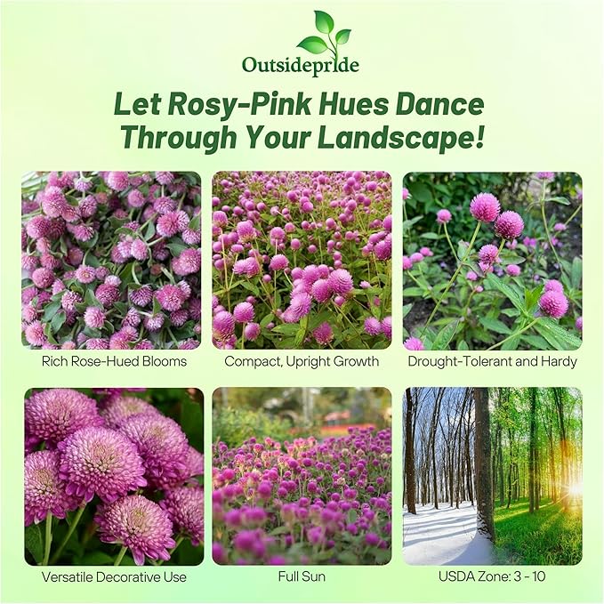 Outsidepride 2000 Seeds Annual Rose Gomphrena Globosa Flower Seed for Planting