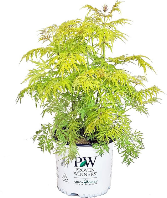 Proven Winners - Sambucus racemosa Lemony Lace (Elderberry) Shrub, , #3 - Size Container
