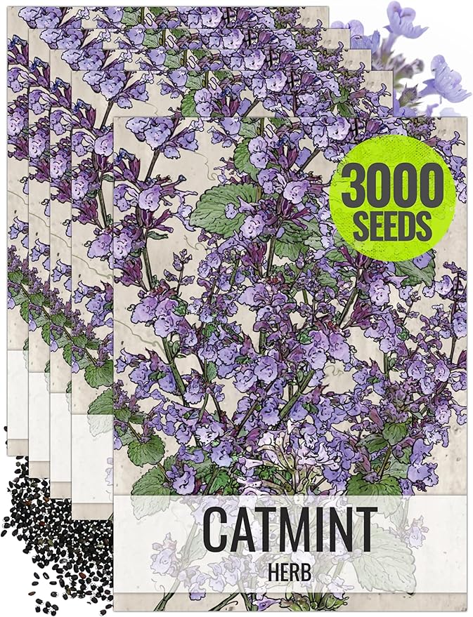 Seed Needs, Catmint Seeds for Cats - 600 Heirloom Seeds for Planting Nepeta mussinii - Perennial Flowering Medicinal Herb Non-GMO & Untreated (5 Packs)