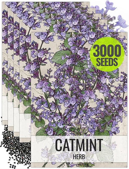 Seed Needs, Catmint Seeds for Cats - 600 Heirloom Seeds for Planting Nepeta mussinii - Perennial Flowering Medicinal Herb Non-GMO & Untreated (5 Packs)