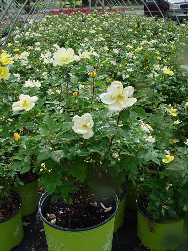 Green Promise Farms Rosa `Sunny Knock Out` (Reblooming) Rose, 3 Size Container, yellow flower