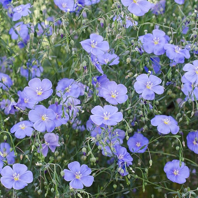 Outsidepride 1/4 lb. Perennial Blue Flax Flower Seeds for Planting