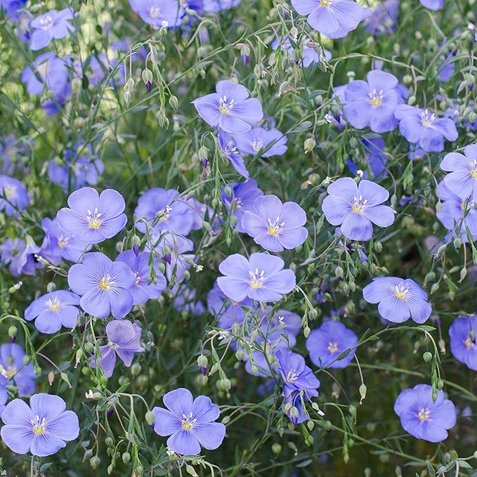Outsidepride 1 lb. Perennial Blue Flax Flower Seeds for Planting