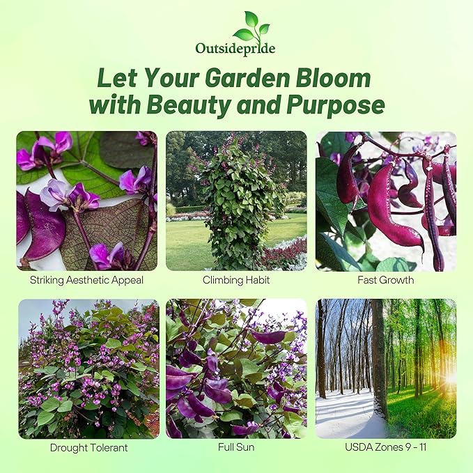 Outsidepride 200 Seeds Perennial Red Dolichos Lablab Hyacinth Bean Vine & Flower Seed for Planting