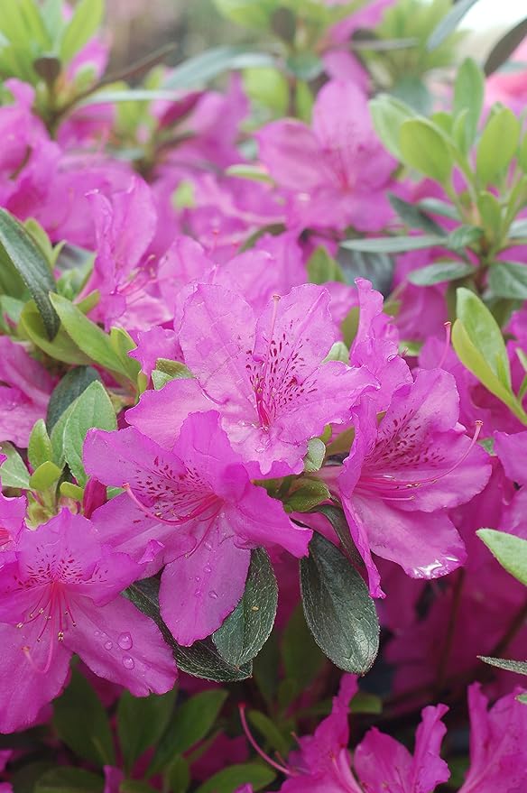 Azalea 'Karen' (Azalea) Shrub, lavender flowers, #2 - Size Container