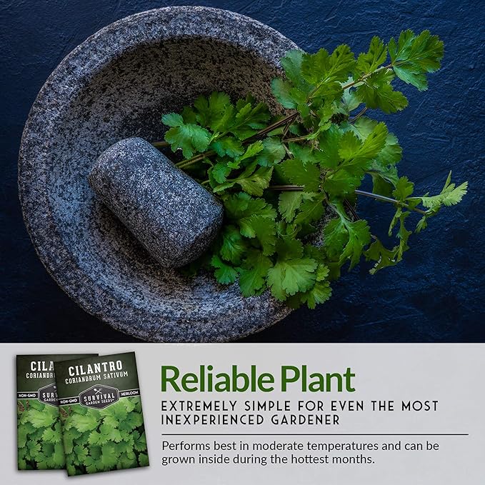 Survival Garden Seeds - Cilantro Seed for Planting - Packet with Instructions to Plant & Grow Coriandrum Sativum in Your Home Vegetable Garden - Non-GMO Heirloom Variety Herb Seed - 3 Packs