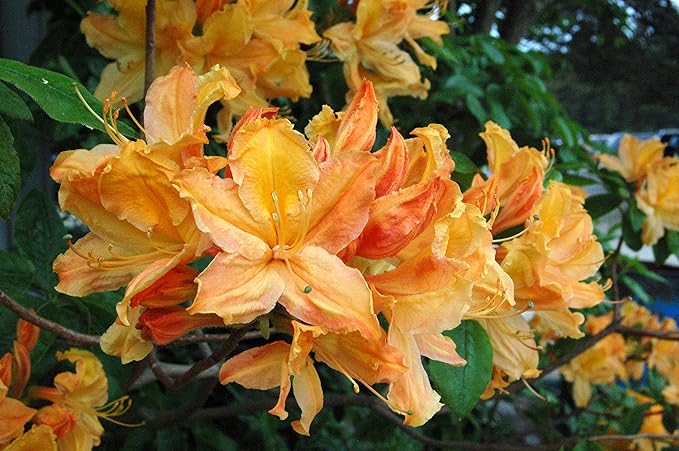 Azalea 'Mandarin Lights' (Exbury hybrid) Shrub, orange flowers, #2 - Size Container
