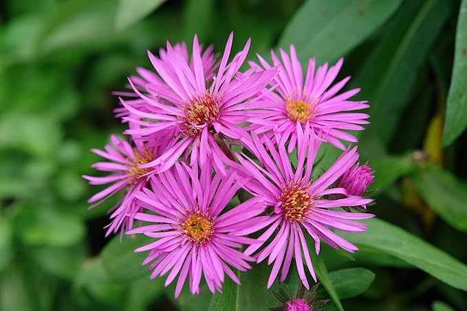 American Beauties Native Plants - Aster novae-angliae 'Vibrant Dome' (New England Aster) Perennial, hot pink, #2 - Size Container