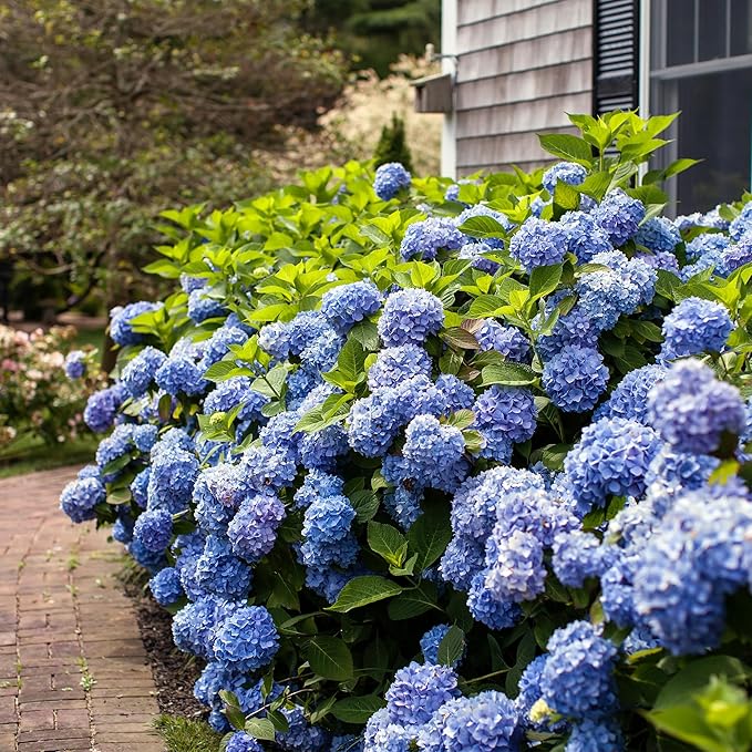 Endless Summer Original Hydrangea, 1 Gal, Blue
