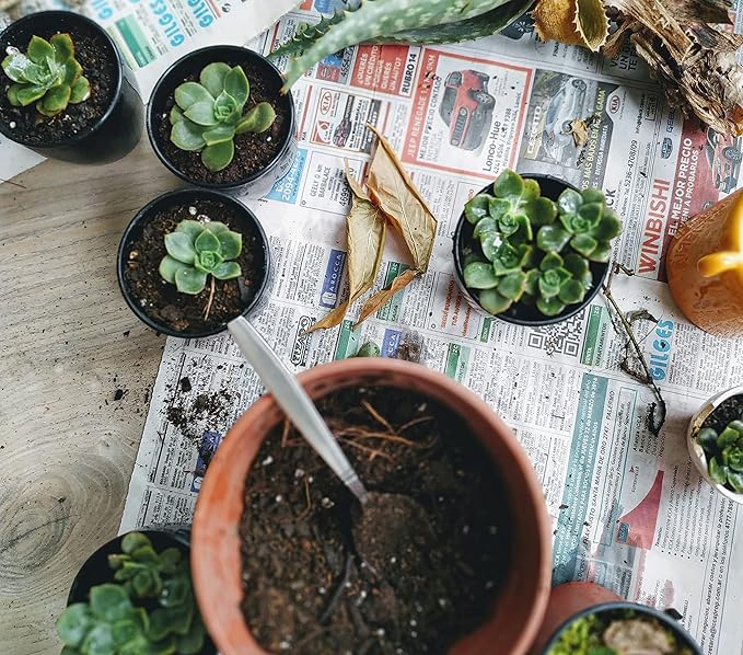 Shop Succulents | String of Succulents Collection | Burrito Sedum/Donkey Tail Live Outdoor/Indoor Hanging Succulent Plant | Fully Rooted in Soil