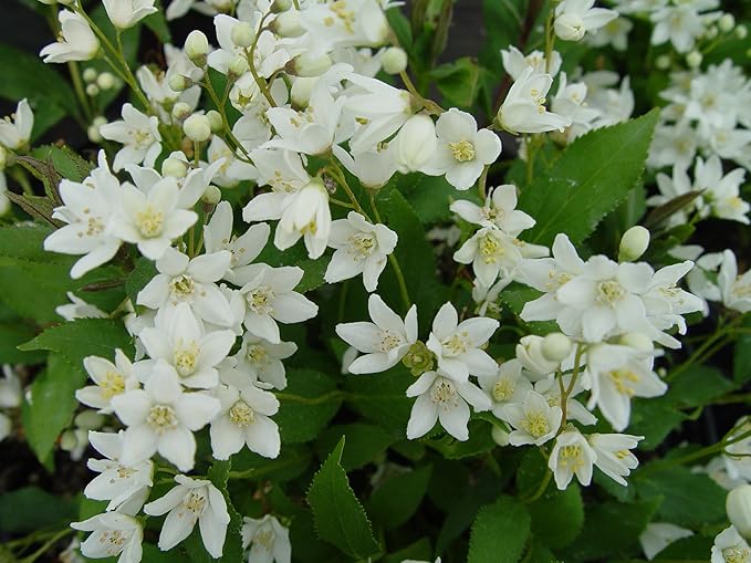 Deutzia gracilis 'Nikko' (Nikko Deutzia) Shrub, white flowers, #3 - Size Container