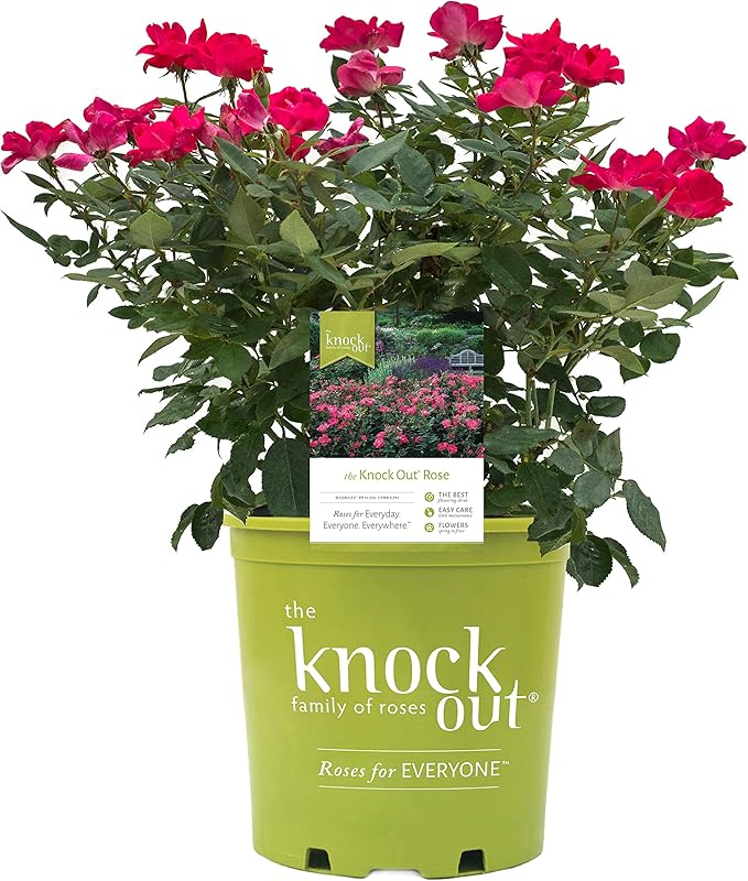Green Promise Farms Rosa `Knock Out` (Reblooming) Rose, #3 Size Container, red flower