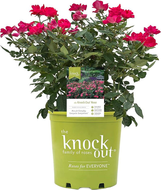 Knock Out Roses - Rosa Knock Out (Rose) Rose, red flowers, #2 - Size Container