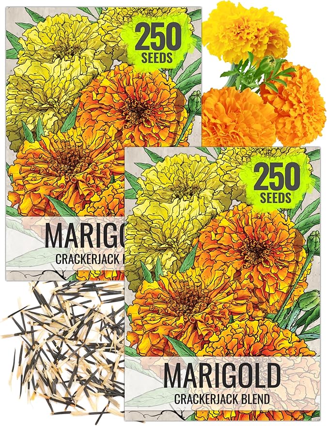 Seed Needs Crackerjack Marigold Seeds for Planting - Heirloom & Open Pollinated Annual Flowers - Plant a Butterfly Garden to Attract Pollinators (2 Packs (500 Seeds))