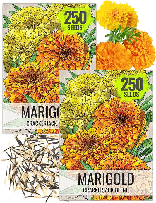Seed Needs Crackerjack Marigold Seeds for Planting - Heirloom & Open Pollinated Annual Flowers - Plant a Butterfly Garden to Attract Pollinators (2 Packs (500 Seeds))