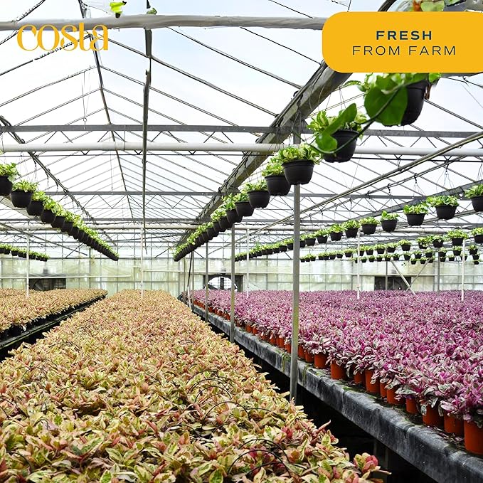 Costa Farms Money Tree Live Plants (2-Pack), Easy to Grow Houseplants in Indoor Garden Pot, Pachira Bonsai in Potting Soil, Birthday, Housewarming, Thank You Gift, Office and Home Decor, 3-4 Feet Tall