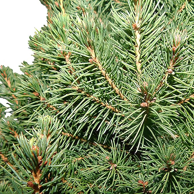 3 Gallon Spruce Dwarf Alberta Shrub