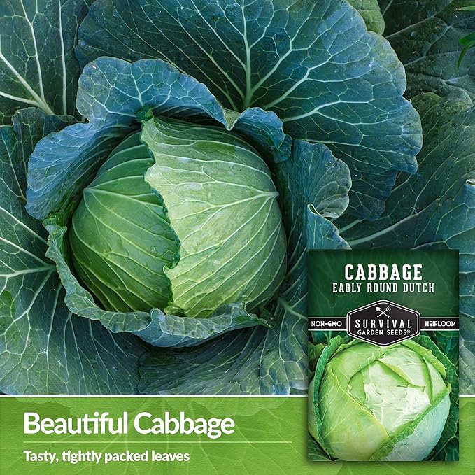 Survival Garden Seeds - Early Round Dutch Cabbage Seed for Planting - Packet with Instructions to Plant and Grow Green Cabbages in Your Home Vegetable Garden - Non-GMO Heirloom Variety