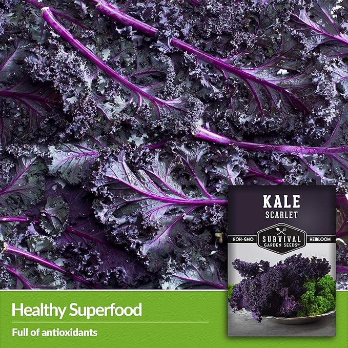 Scarlet Kale Seeds for Planting - 3 Packets with Instructions to Plant Edible & Ornamental Kale Vegetables in Your Home Food Garden - Non-GMO Heirloom Variety - Survival Garden Seeds