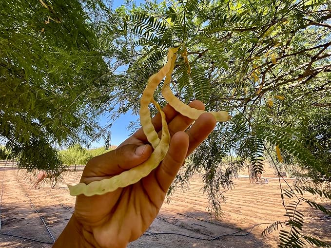 Drought-Tolerant Honey Mesquite (Prosopis) Tree Seeds (50+ Seeds) | Hardy, Fast-Growing | Perfect for Low-Water Gardens & Sustainable Landscaping