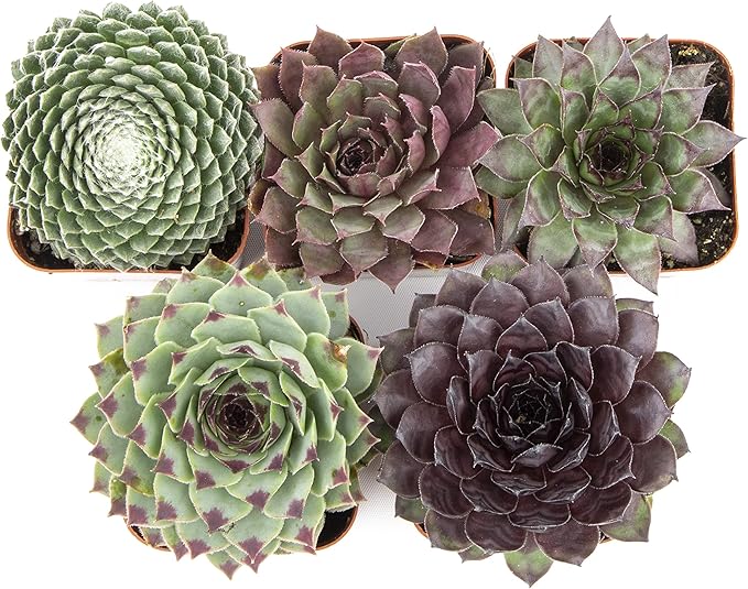 Sempervivum Succulents Plants Live Indoor Plants (5PK), Sempervivum Plants Live Houseplants, Hen and Chicks Live Plants Indoor House Plants, Rosette Succulent Plants in Plant Pots by Plants for Pets