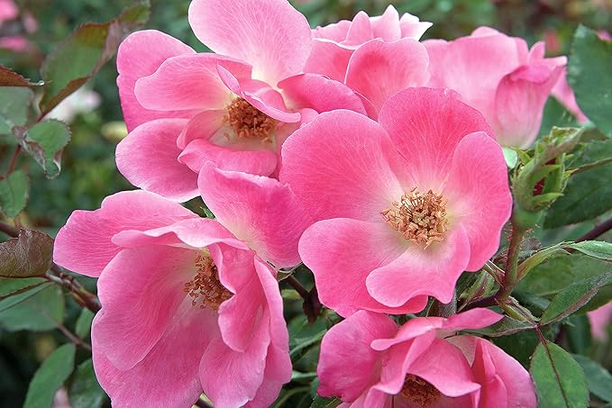 Green Promise Farms Rosa Knock Out` (Reblooming) Rose, 3 Size Container, pink flower