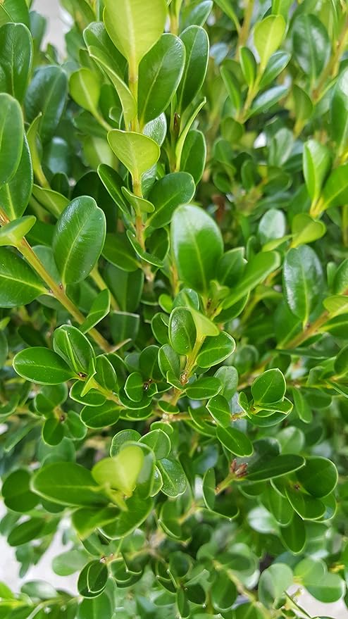 Buxus micro. 'Winter Gem' (Boxwood) Evergreen, shiny green foliage, #2 - Size Container