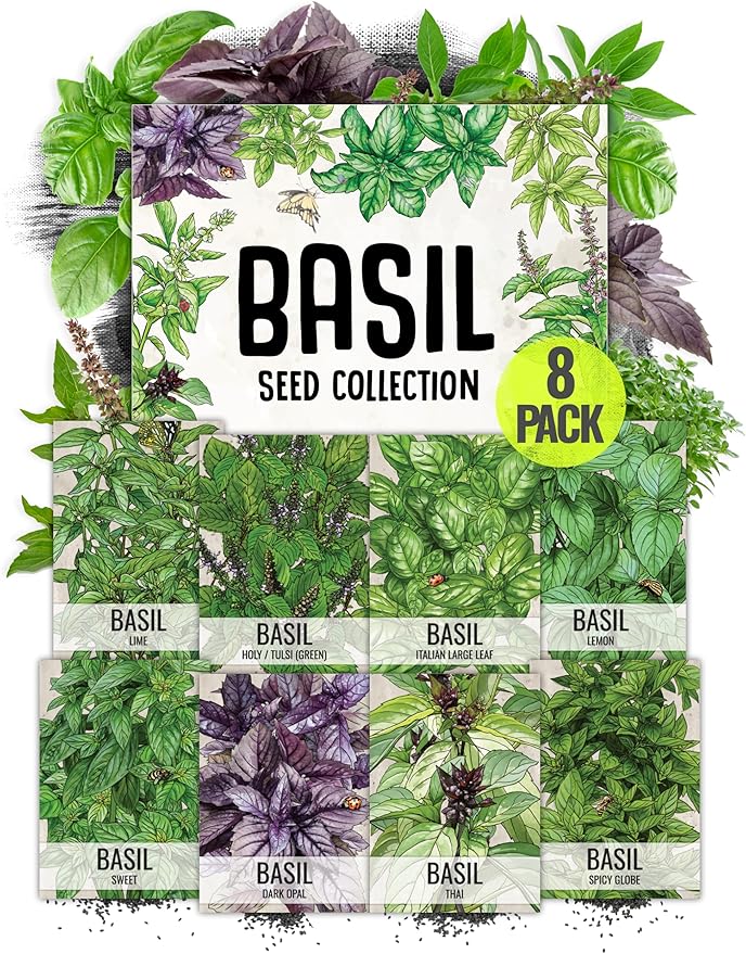 Seed Needs, Culinary Basil Herb Seed Packet Collection (8 Individual Basil Seed Varieties for Planting) Non-GMO & Untreated