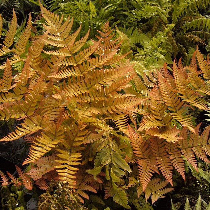 PERFECT PLANTS Autumn Fern Live Plant, Includes Care Guide