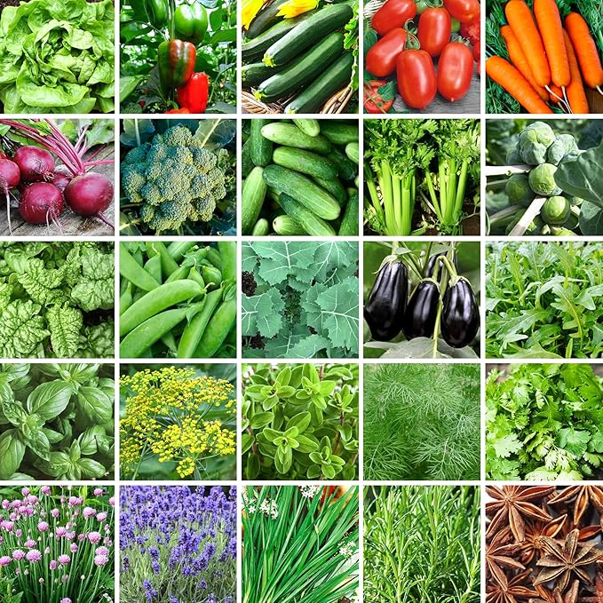 25 Varieties Vegetable & Herb Seeds for Planting, 10,000+ Heirloom Culinary Veggie Herb Seeds Collection Gift Pack, Non-GMO Herb Seed Garden Kit for Indoor Outdoor Growing, Home Fresh Food Supply
