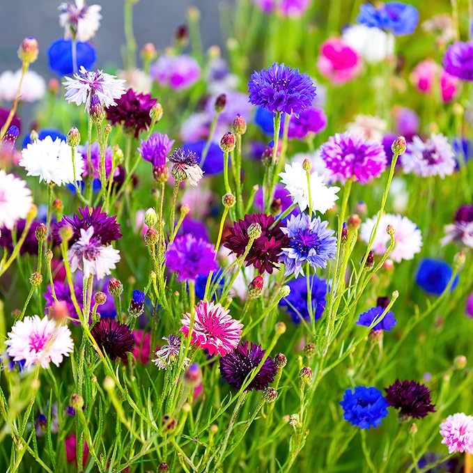 The Old Farmer's Almanac Bachelors Buttons Seeds - Approx 500 Flower Seeds - Non-GMO, Premium, Open Pollinated