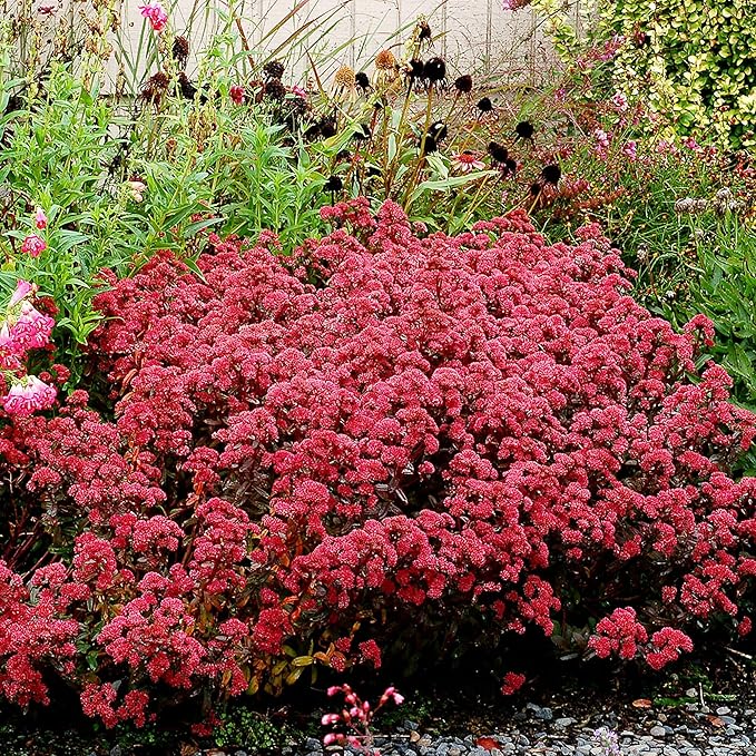 Sedum Seeds Showy Stonecrop, Border Stonecrop Perennial Cut Flowers Deer & Rabbit Resistant Drought Tolerant Attracts Pollinators Beds Borders Patio Containers 50Pcs by YEGAOL Garden