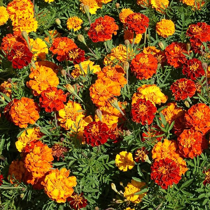 Outsidepride French Marigold Seeds Mix - 1000 Pcs Annual, Compact, Heat & Drought Tolerant Flower Seeds for Planting w/Orange & Yellow Prolific Blooms, Ideal for Vibrant Pollinator Gardens