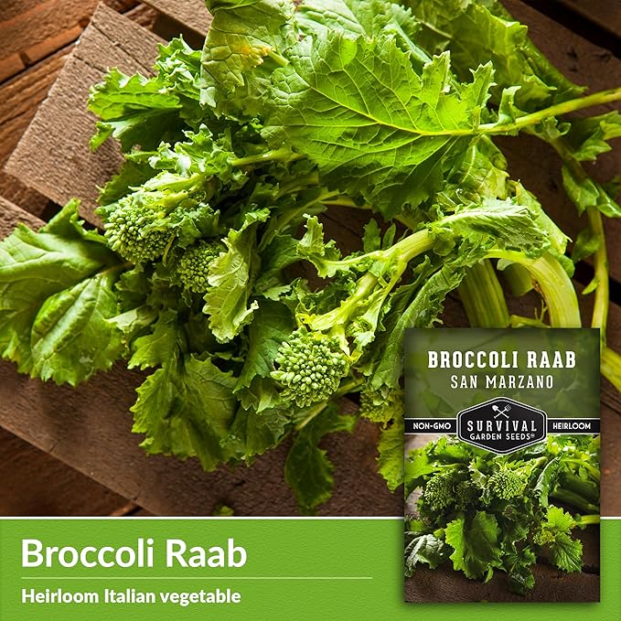 San Marzano Broccoli Raab Seed for Planting - 5 Packets with Instructions to Plant and Grow Rabe or Rapini Broccoli in Your Home Vegetable Garden - Non-GMO Heirloom Variety - Survival Garden Seeds