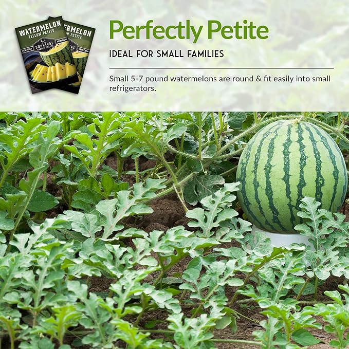 Survival Garden Seeds - Yellow Petite Watermelon Seed for Planting - Packet with Instructions to Plant and Grow Small Yellow Watermelons in Your Home Vegetable Garden - Non-GMO Heirloom Variety