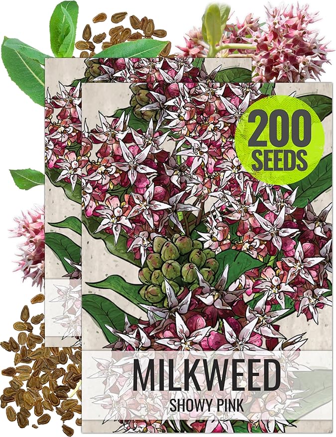 Seed Needs Showy Milkweed Seeds for Planting - Untreated & Open Pollinated, Attracts Monarch Butterflies in a Butterfly Garden (2 Packs)